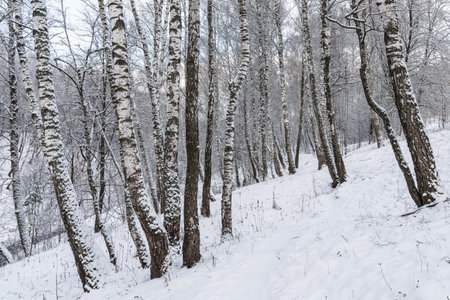 Birch grove after a snowfall on a winter cloudy day. Birch branches covered with stuck snow.の写真素材