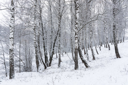 Birch grove after a snowfall on a winter cloudy day. Birch branches covered with stuck snow.の写真素材