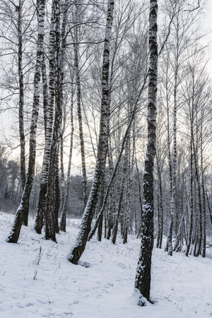 Sunbeams shining through snow-covered birch branches in a birch forest after a snowfall on a winter day.の写真素材