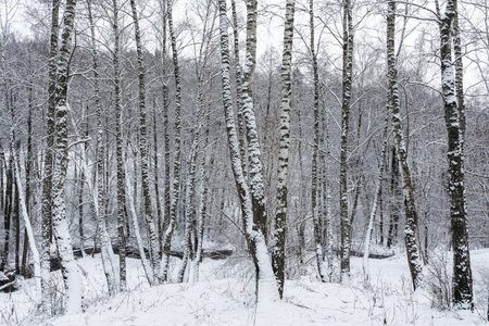Birch grove after a snowfall on a winter cloudy day. Birch branches covered with stuck snow.の写真素材