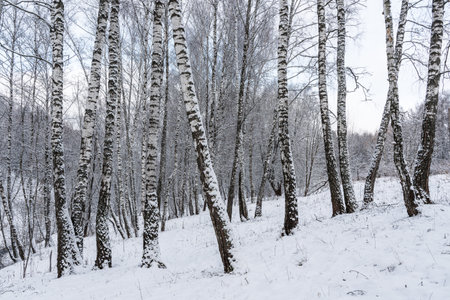 Birch grove after a snowfall on a winter cloudy day. Birch branches covered with stuck snow.の写真素材