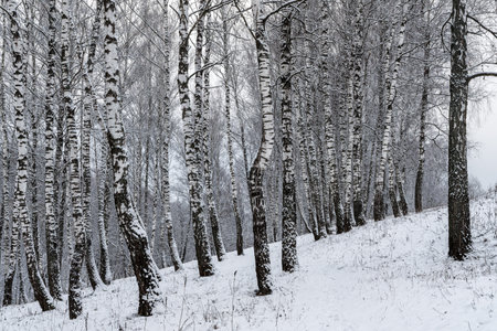 Birch grove after a snowfall on a winter cloudy day. Birch branches covered with stuck snow.の写真素材