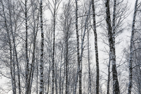 Sunbeams shining through snow-covered birch branches in a birch forest after a snowfall on a winter day.の写真素材