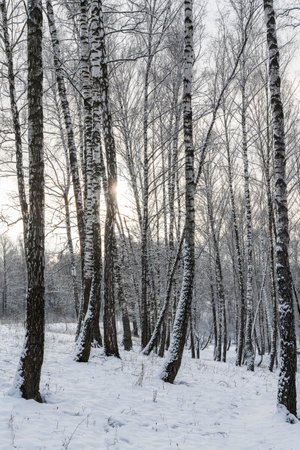 Sunbeams shining through snow-covered birch branches in a birch forest after a snowfall on a winter day.の写真素材