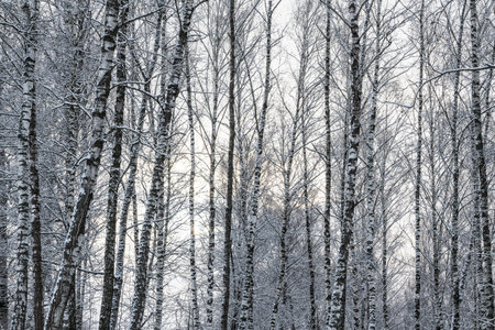 Sunbeams shining through snow-covered birch branches in a birch forest after a snowfall on a winter day.の写真素材