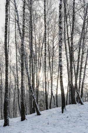 Sunbeams shining through snow-covered birch branches in a birch forest after a snowfall on a winter day.の写真素材