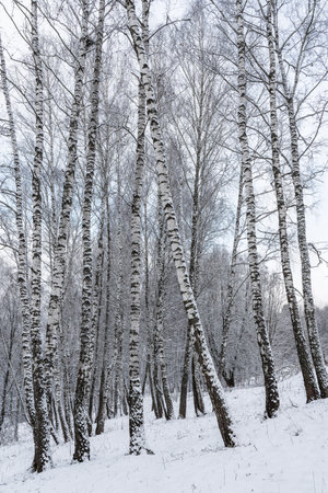 Birch grove after a snowfall on a winter cloudy day. Birch branches covered with stuck snow.の写真素材