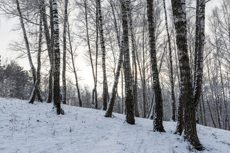 Sunbeams shining through snow-covered birch branches in a birch forest after a snowfall on a winter day.の写真素材