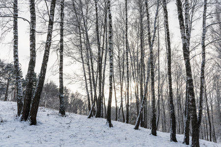 Sunbeams shining through snow-covered birch branches in a birch forest after a snowfall on a winter day.の写真素材