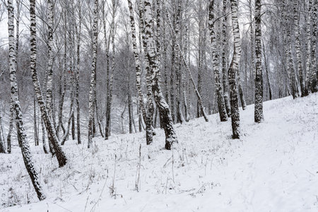 Birch grove after a snowfall on a winter cloudy day. Birch branches covered with stuck snow.の写真素材