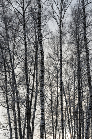 Sunbeams shining through snow-covered birch branches in a birch forest after a snowfall on a winter day.の写真素材
