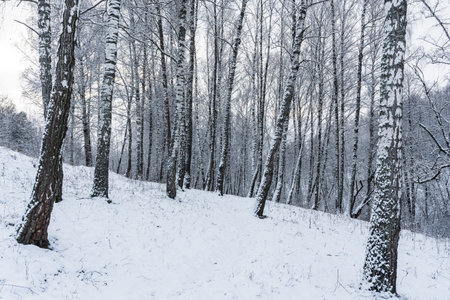 Birch grove after a snowfall on a winter cloudy day. Birch branches covered with stuck snow.の写真素材