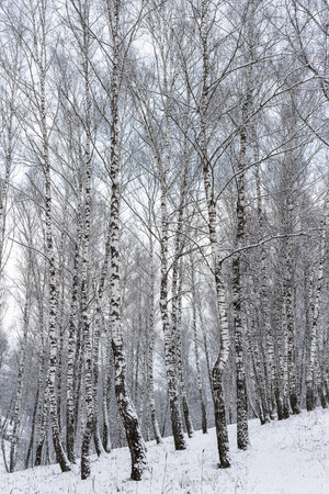 Birch grove after a snowfall on a winter cloudy day. Birch branches covered with stuck snow.の写真素材