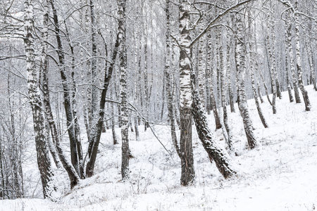 Birch grove after a snowfall on a winter cloudy day. Birch branches covered with stuck snow.の写真素材