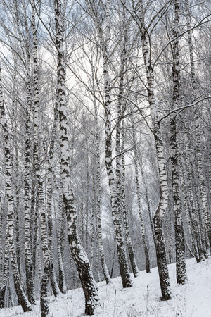 Birch grove after a snowfall on a winter cloudy day. Birch branches covered with stuck snow.の写真素材