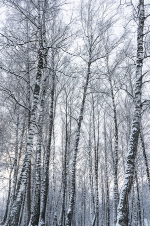 Birch grove after a snowfall on a winter cloudy day. Birch branches covered with stuck snow.の写真素材