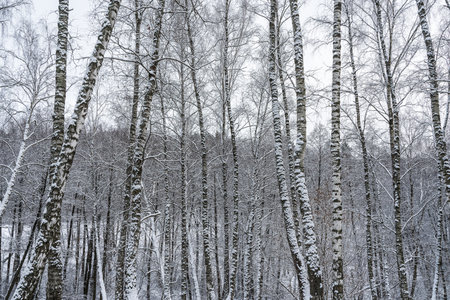 Birch grove after a snowfall on a winter cloudy day. Birch branches covered with stuck snow.の写真素材
