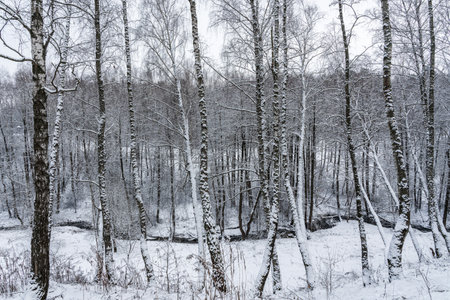 Birch grove after a snowfall on a winter cloudy day. Birch branches covered with stuck snow.の写真素材