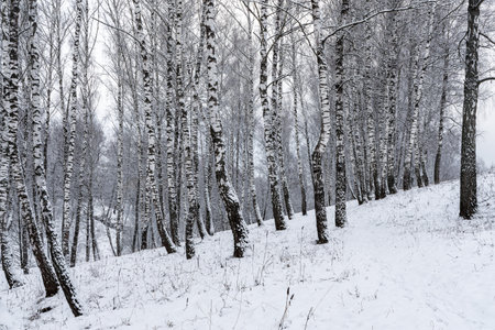 Birch grove after a snowfall on a winter cloudy day. Birch branches covered with stuck snow.の写真素材