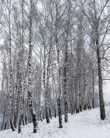 Birch grove after a snowfall on a winter cloudy day. Birch branches covered with stuck snow.の写真素材