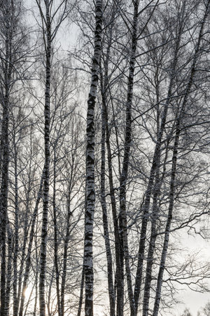 Sunbeams shining through snow-covered birch branches in a birch forest after a snowfall on a winter day.の写真素材