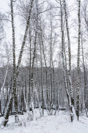 Birch grove after a snowfall on a winter cloudy day. Birch branches covered with stuck snow.の写真素材