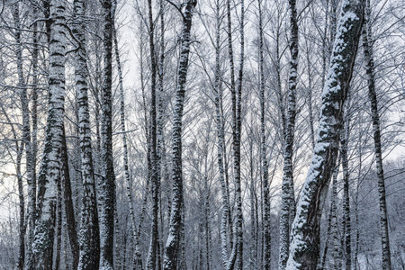 Birch grove after a snowfall on a winter cloudy day. Birch branches covered with stuck snow.の写真素材