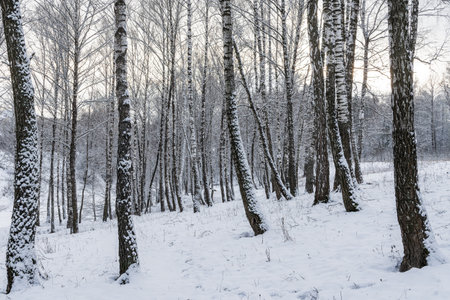 Sunbeams shining through snow-covered birch branches in a birch forest after a snowfall on a winter day.の写真素材