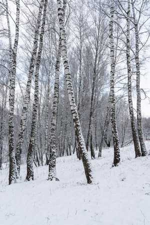 Birch grove after a snowfall on a winter cloudy day. Birch branches covered with stuck snow.の写真素材