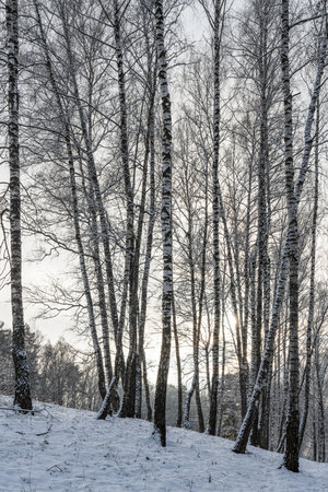 Sunbeams shining through snow-covered birch branches in a birch forest after a snowfall on a winter day.の写真素材