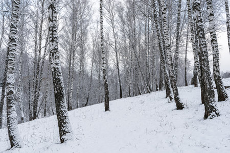 Birch grove after a snowfall on a winter cloudy day. Birch branches covered with stuck snow.の写真素材