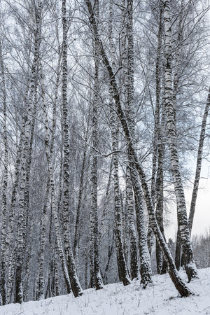 Birch grove after a snowfall on a winter cloudy day. Birch branches covered with stuck snow.の写真素材