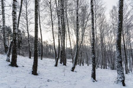 Sunbeams shining through snow-covered birch branches in a birch forest after a snowfall on a winter day.の写真素材