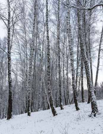 Birch grove after a snowfall on a winter cloudy day. Birch branches covered with stuck snow.の写真素材
