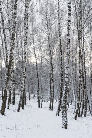 Birch grove after a snowfall on a winter cloudy day. Birch branches covered with stuck snow.の写真素材