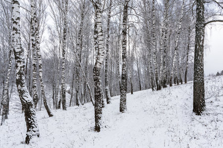 Birch grove after a snowfall on a winter cloudy day. Birch branches covered with stuck snow.の写真素材