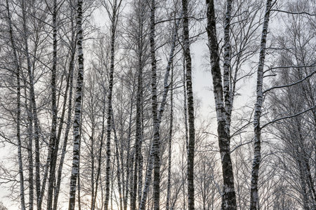 Sunbeams shining through snow-covered birch branches in a birch forest after a snowfall on a winter day.の写真素材