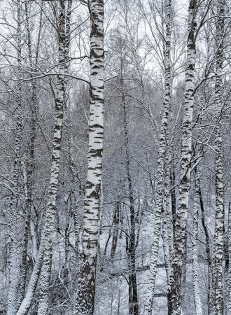 Birch grove after a snowfall on a winter cloudy day. Birch branches covered with stuck snow.の写真素材
