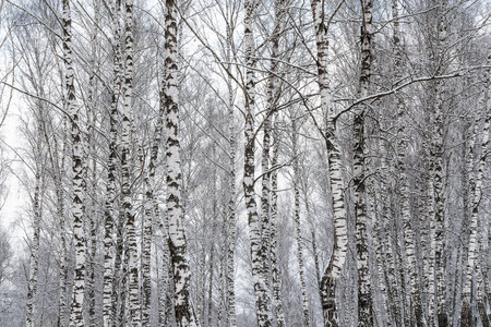 Birch grove after a snowfall on a winter cloudy day. Birch branches covered with stuck snow.の写真素材