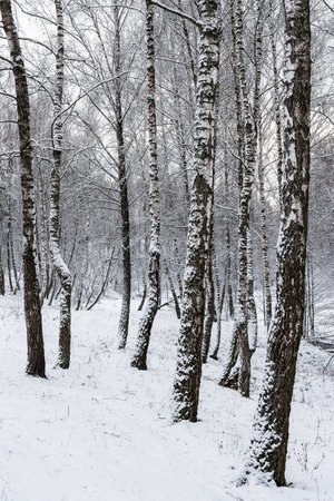 Birch grove after a snowfall on a winter cloudy day. Birch branches covered with stuck snow.の写真素材