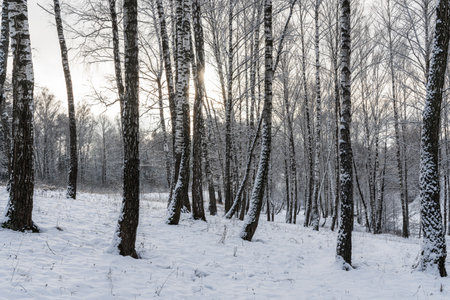 Sunbeams shining through snow-covered birch branches in a birch forest after a snowfall on a winter day.の写真素材