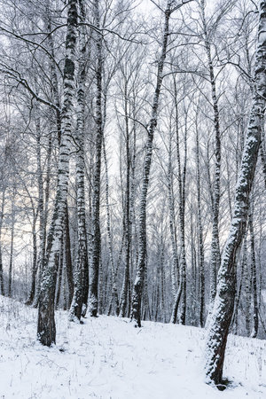Birch grove after a snowfall on a winter cloudy day. Birch branches covered with stuck snow.の写真素材
