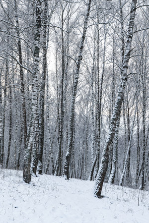 Birch grove after a snowfall on a winter cloudy day. Birch branches covered with stuck snow.の写真素材