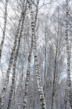 Birch grove after a snowfall on a winter cloudy day. Birch branches covered with stuck snow.の写真素材