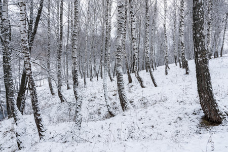 Birch grove after a snowfall on a winter cloudy day. Birch branches covered with stuck snow.の写真素材