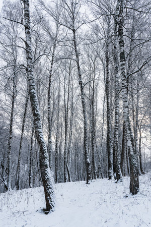 Birch grove after a snowfall on a winter cloudy day. Birch branches covered with stuck snow.の写真素材
