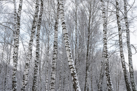 Birch grove after a snowfall on a winter cloudy day. Birch branches covered with stuck snow.の写真素材