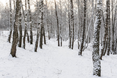 Birch grove after a snowfall on a winter cloudy day. Birch branches covered with stuck snow.の写真素材