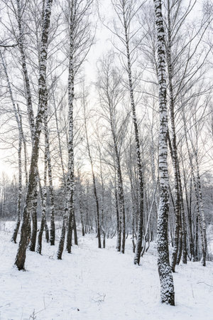 Birch grove after a snowfall on a winter cloudy day. Birch branches covered with stuck snow.の写真素材