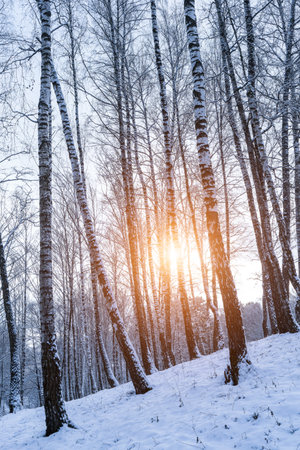 Birch grove after a snowfall on a winter cloudy day. Sunlight breaking through the branches. Birch branches covered with stuck snow.の写真素材
